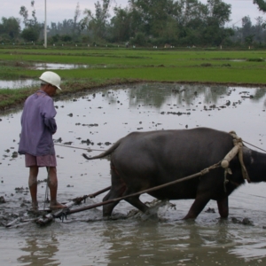 pierre-daum-travailleurs-indochinois-enquete-1